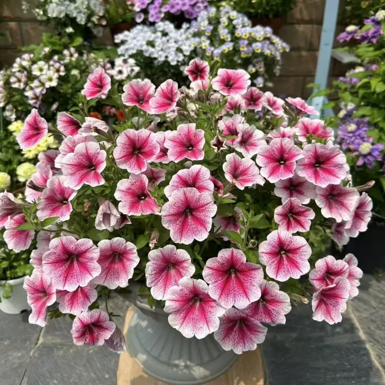 重瓣矮牵牛盆栽伊丽莎白带花苞四季开花室内阳台植株好养易活包邮