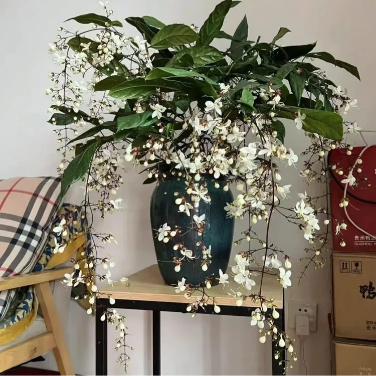 垂丝茉莉盆栽带花苞室内阳台绿植白蝴蝶四季开花稀有垂吊花卉植物