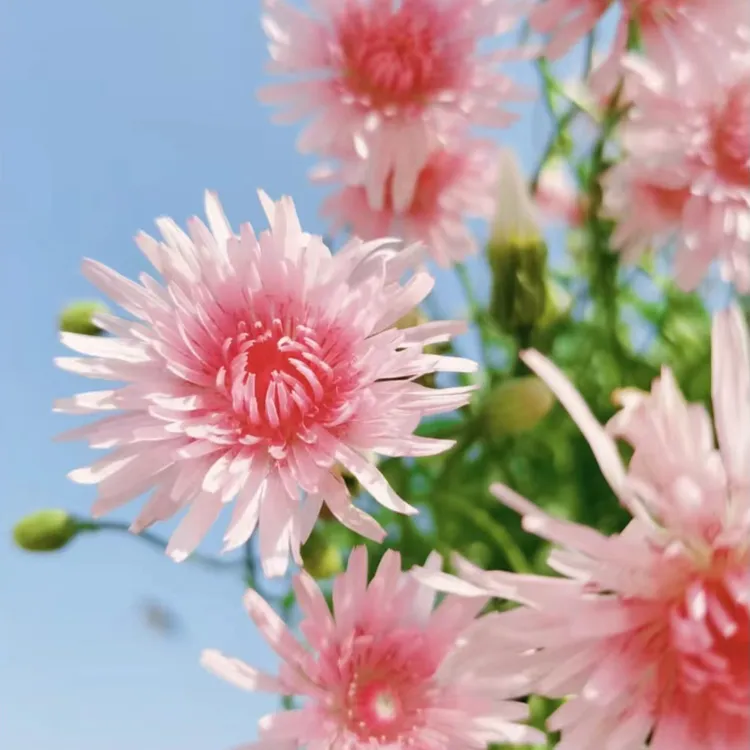 粉色蒲公英耐热耐寒盆栽阳台庭院客厅好养活花量大易爆盆网红植物