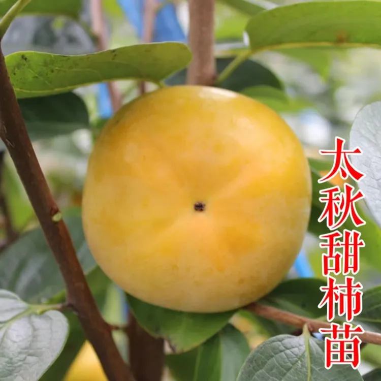 正宗嫁接优质精品太秋脆甜柿子树生吃口感脆甜当年结果南北方种植