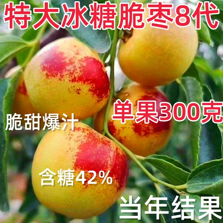 嫁接冬枣树苗特大冰糖脆枣树苗耐寒耐旱盆地栽南北方种植当年结果