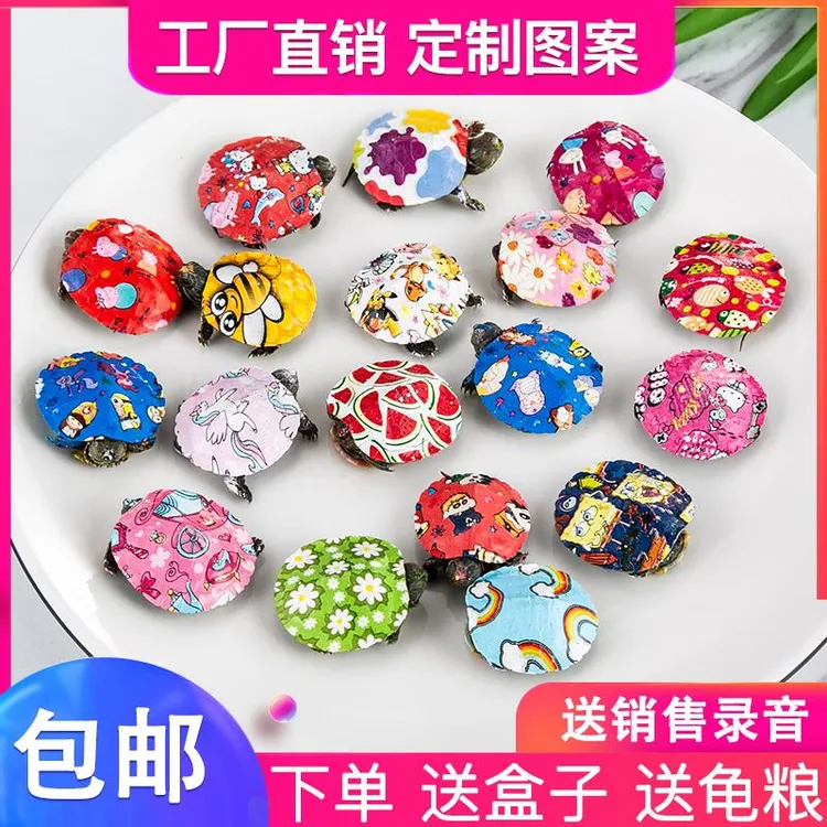 五彩龟炫彩小乌龟活物网红七彩卡通乌龟宠物好养耐活彩色活物彩龟