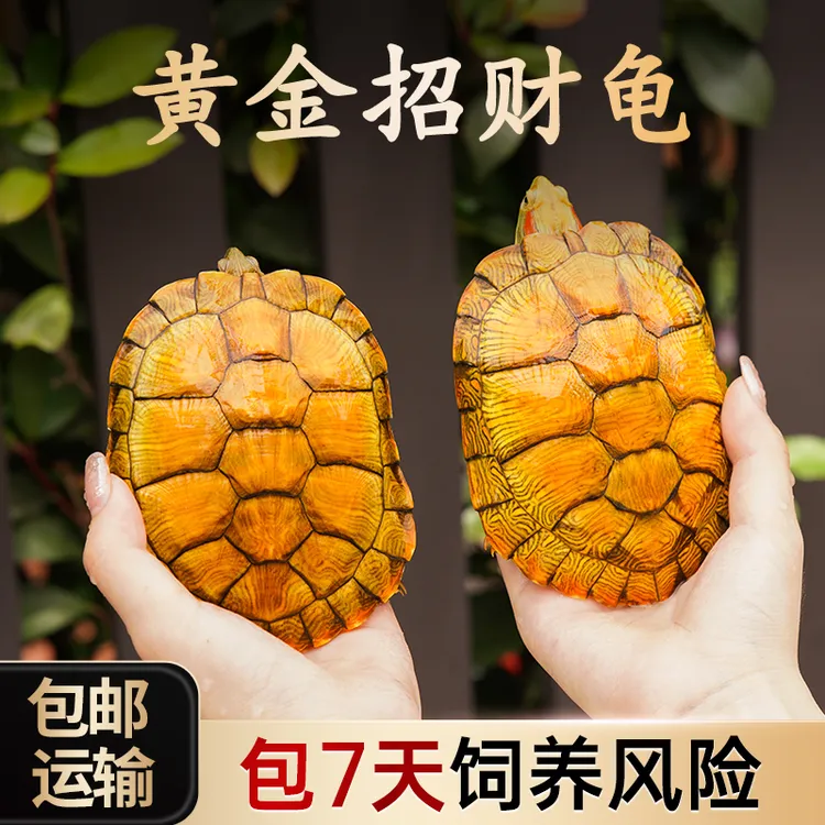 外塘巴西龟小乌龟活物活体观赏宠物纯冷水龟招财长寿黄金大巴西龟