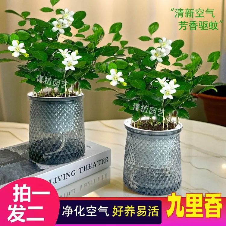 【 买一送一】九里香客厅室内桌面净化空气房间四季常青绿植盆栽