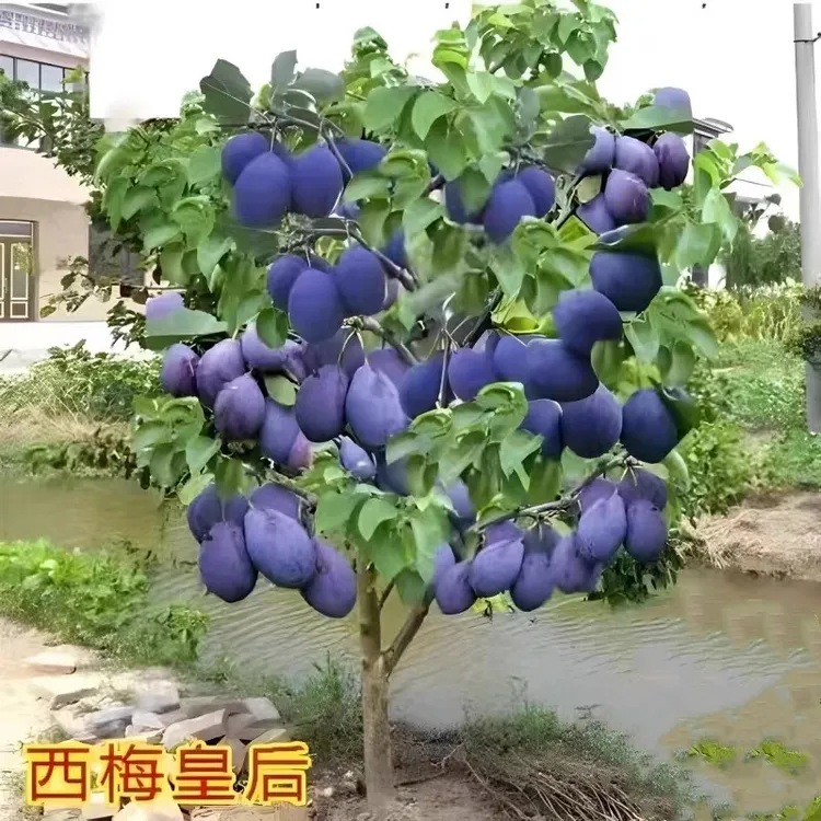 西梅树树苗特大盆栽地栽当年结果树苗南方北方种植西梅李子果树苗