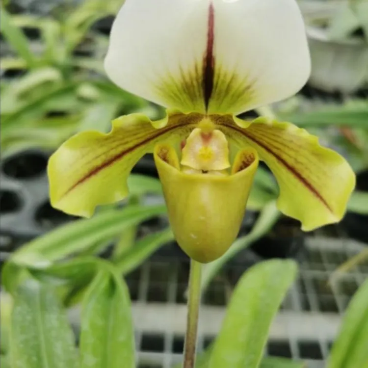  大青蛙兜兰 （绿肉饼×白旗）中花型桌面美观兰花