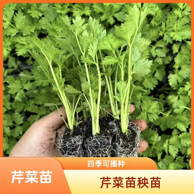 芹菜苗秧苗四季播种阳台盆栽耐寒西芹菜苗小香芹幼苗秋冬蔬菜种苗