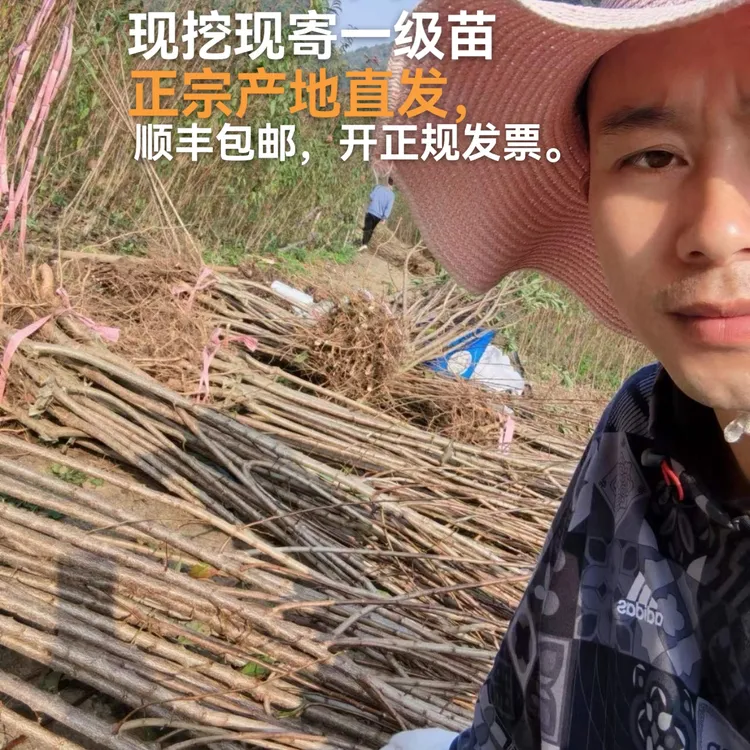 【假一赔十】蜂糖李树苗正宗贵州六马原产地一代嫁接苗苗圃直销
