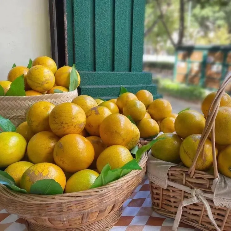 褚橙官方直供 正宗云南褚时健褚橙花斑新鲜水果纯甜褚橙正品花斑