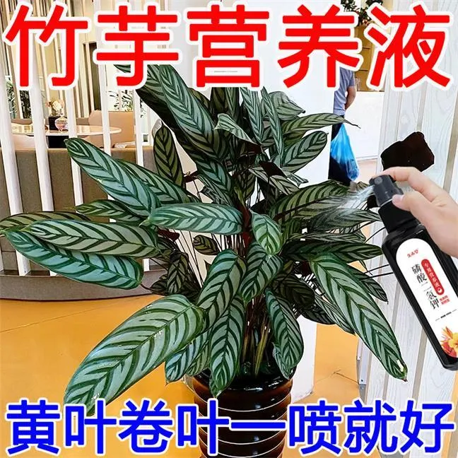 【一喷疯长】竹芋飞羽营养液防黄叶焦叶枯萎卷边壮根专用液体花肥
