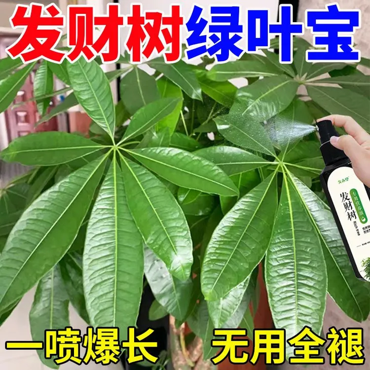 【绿叶宝】发财树专用营养液防黄叶烂根壮苗根一喷绿免稀释生长水培