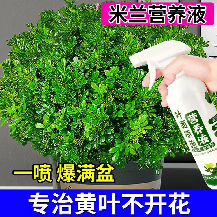 米兰花专用营养液防黄叶促开花四季米兰碎米液体肥料促生根营养液