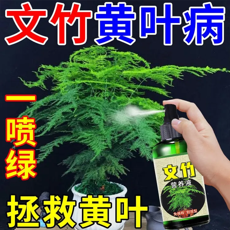 叶子发黄怎么办文竹专用营养液根部腐烂枝叶黄脱落一喷绿肥料-