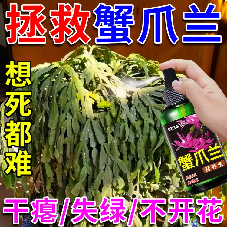 【买3送2】蟹爪兰专用营养液防叶子发蔫变软催花促花肥植物通用型