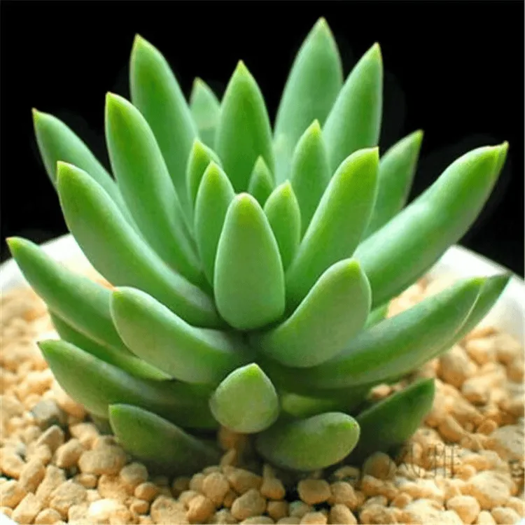 【热卖】玉珠莲千佛手多肉植物盆栽花卉新手肉肉绿植