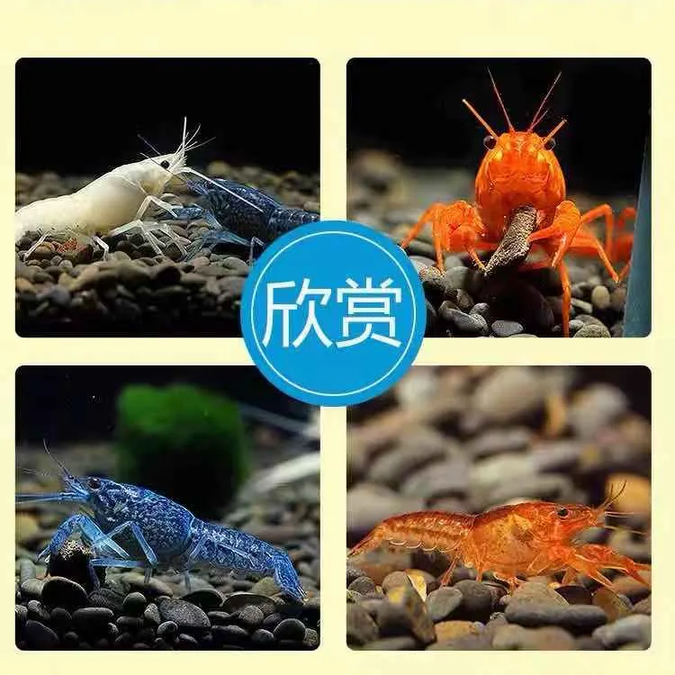 【水族活体】观赏虾鳌虾橘熬虾桔色鳌虾淡水虾活体虾鱼缸宠物龙虾