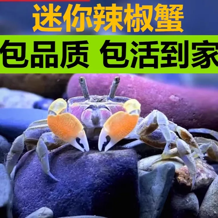 观赏鱼斑马鱼观赏蟹迷你辣椒蟹观赏螃蟹宠物蟹观赏蟹活体