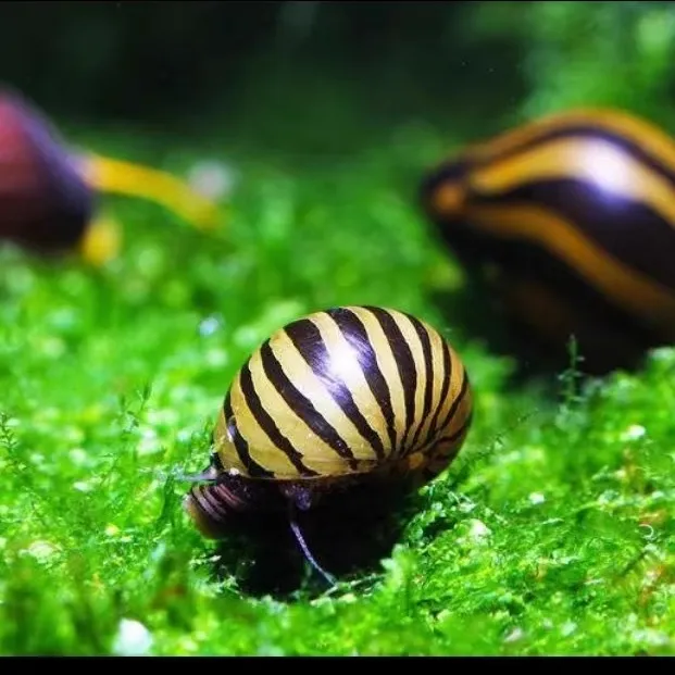 观赏鱼斑马鱼鱼缸净化清洁浴缸清洁工包邮包损斑马螺可繁殖