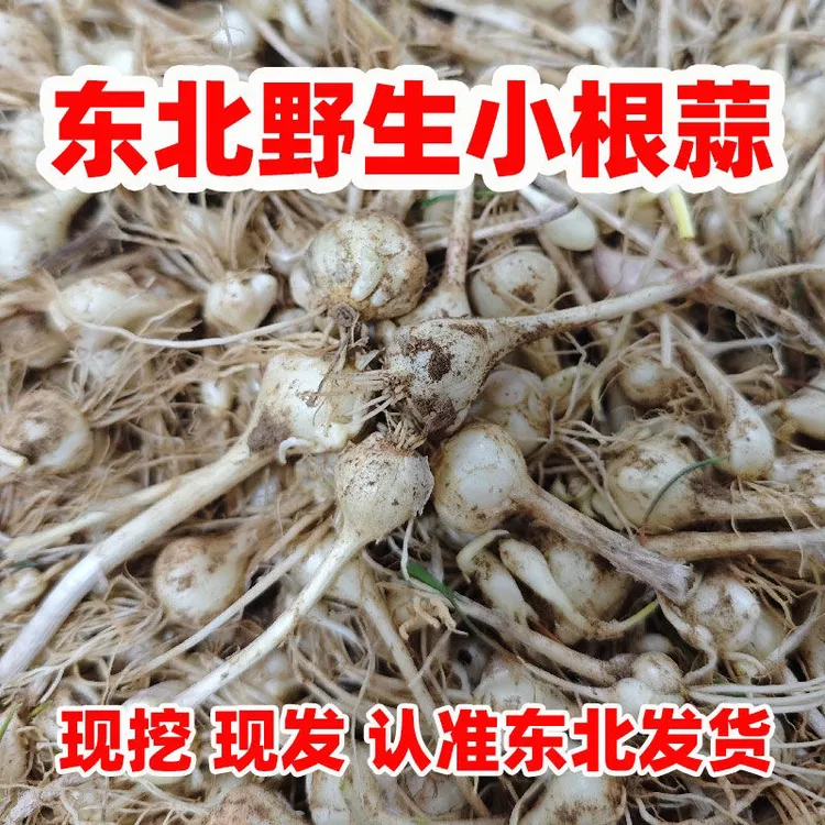 东北野生小根蒜/大脑瓜/大头菜/大脑蹦/小野葱/大小头混装 