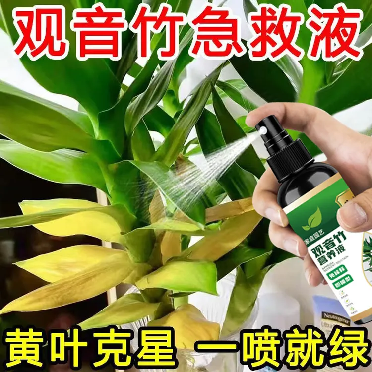 【黄叶急救】观音竹专用营养液一喷绿花肥水养盆栽通用绿植液体肥