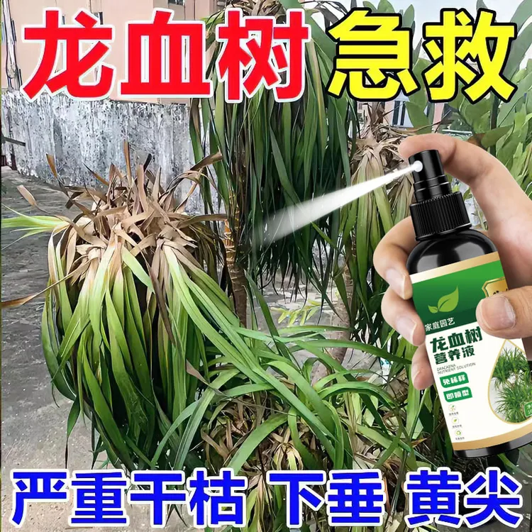 龙血树龙须树生长防黄尖叶片发蔫干枯根部腐烂专用植物液体肥料