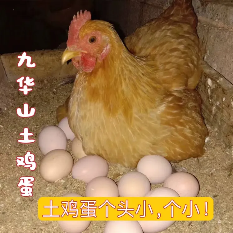 【鸡蛋收到拿出来】九华山土鸡蛋 个头小 富硒营养高 不腥30枚50枚