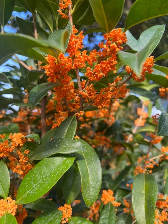 桂花盆栽树苗庭院室内带花植物嫁接金桂丹桂沉香桂浓香型开花不断