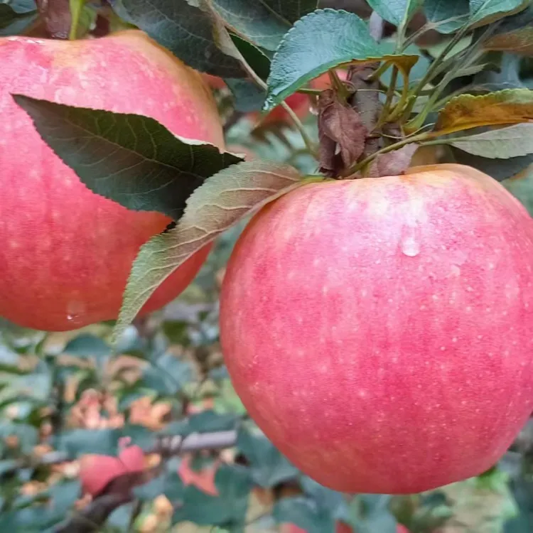 三优富士苹果狼牙山脆甜红富士苹果脆甜水果苹果