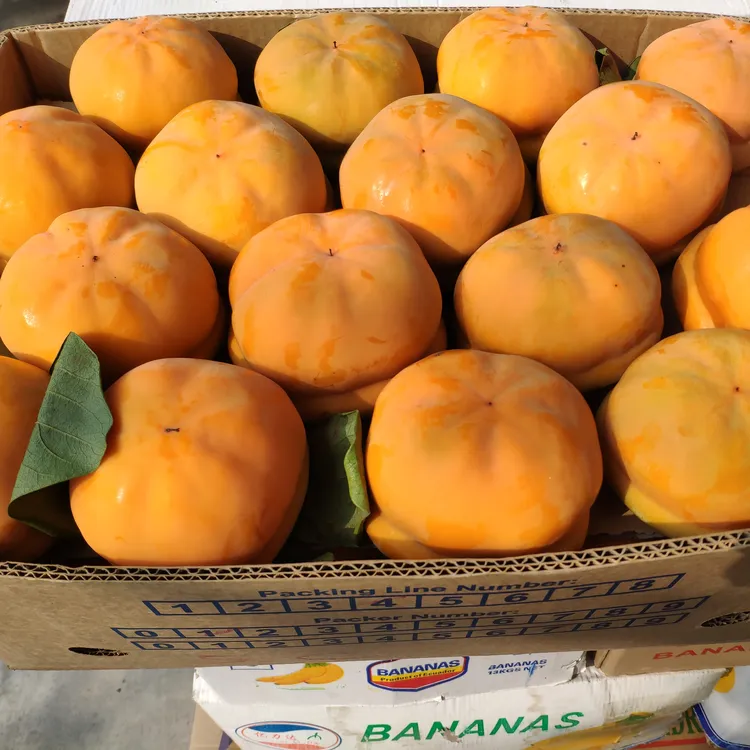 保定冰柿原料磨盘柿软柿子狼牙山磨盘柿易县磨盘柿