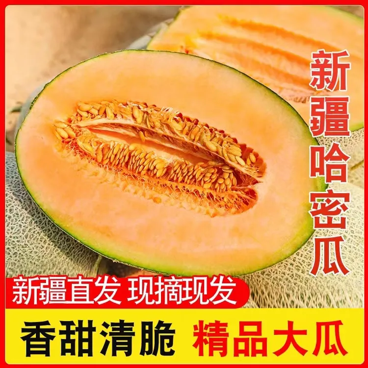 新疆吐鲁番哈密瓜正宗西州蜜25号新鲜水果净重7-8斤全国包邮