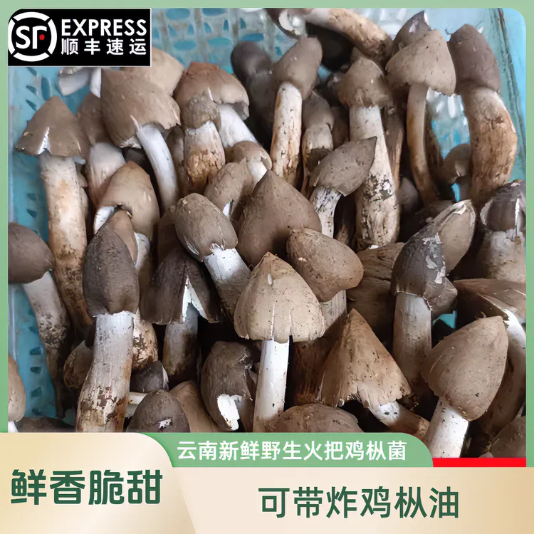 云南新鲜野生火把鸡枞菌子弹头荔枝菌小火把鸡枞菌食用野生菌煲汤