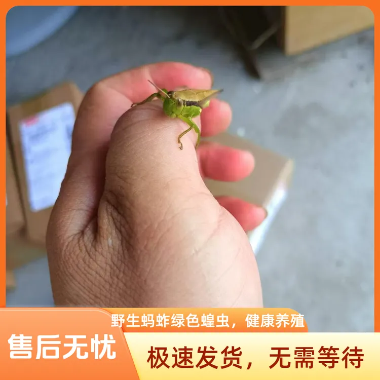 贵州高山稻黄125克鸟食