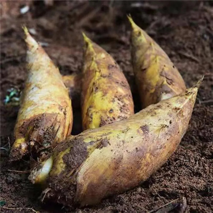 黄泥土冬笋野生蔬菜现挖现发新鲜小冬笋3-5斤装江西毛竹笋子嫩