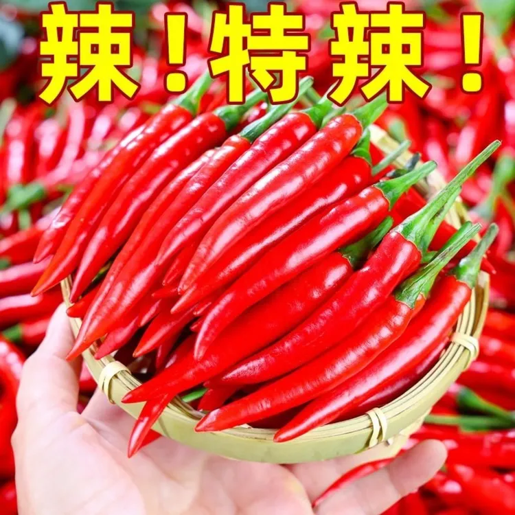 云南高山种植小米辣新鲜现摘辣椒朝天椒整箱批发餐饮泡椒剁椒