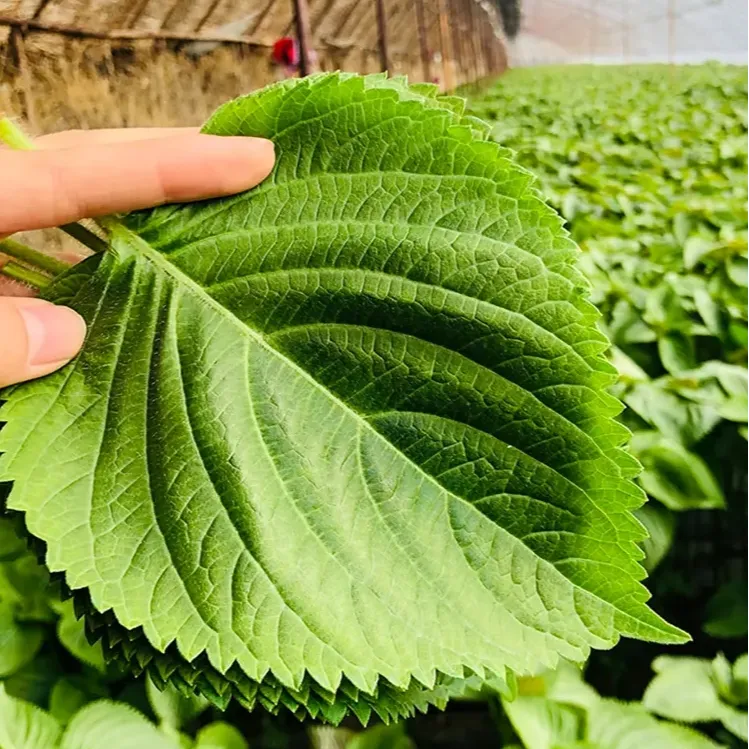 东北新鲜苏子叶现摘包饭烤肉叶绿紫苏菜叶100/250/500g