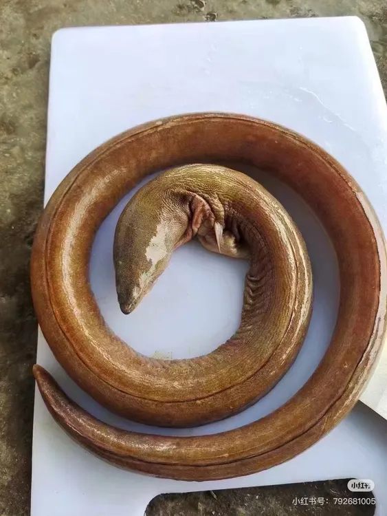 【福建土龙】东山岛野生海捕土龙2-5斤 秋冬进补 土龙炖汤 新鲜海鲜