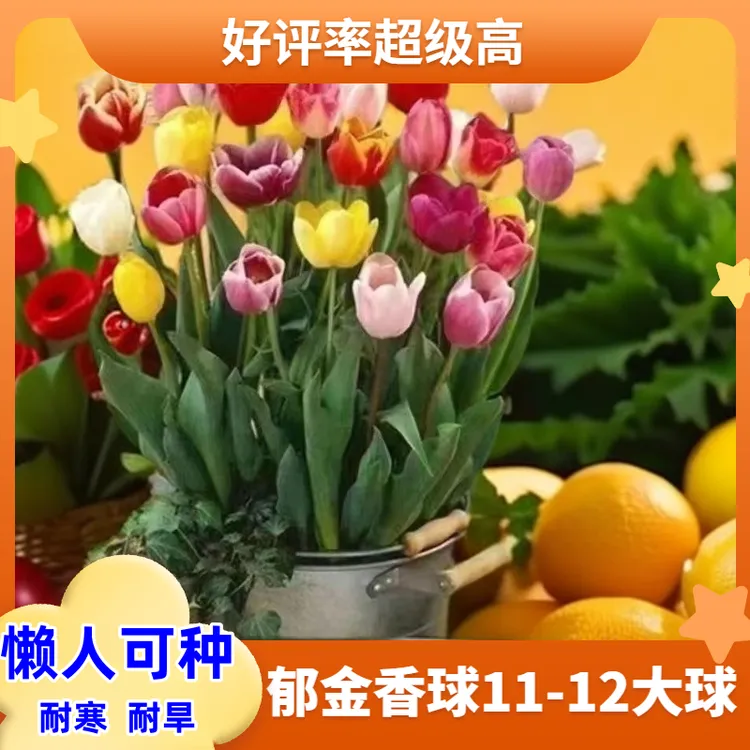 (5度球)郁金香种球懒人水培土培耐寒备用种植风信子春节盆栽花卉