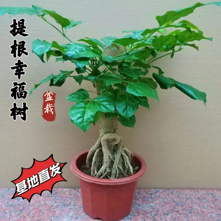 提根幸福树绿宝盆栽造型盆景老桩幸福树小盆景室内办公室净化空气