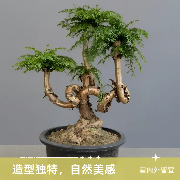 高端大型多叉头澳洲杉盆景造型不老松盆栽四季常青室内外好养绿植