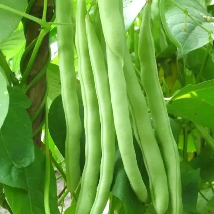 【精选优质】早熟四季豆种子四季爬藤播种春季架豆蔬菜种子无筋扁豆