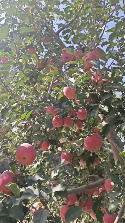 新疆阿克苏冰糖心苹果10斤家庭装