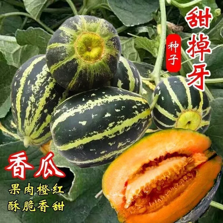 甜掉牙甜瓜种子薄皮超甜花皮香瓜种籽四冰糖
