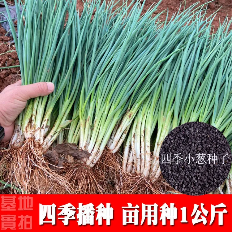 【四季香葱种子】盆栽葱种籽易种小香葱种孑家庭