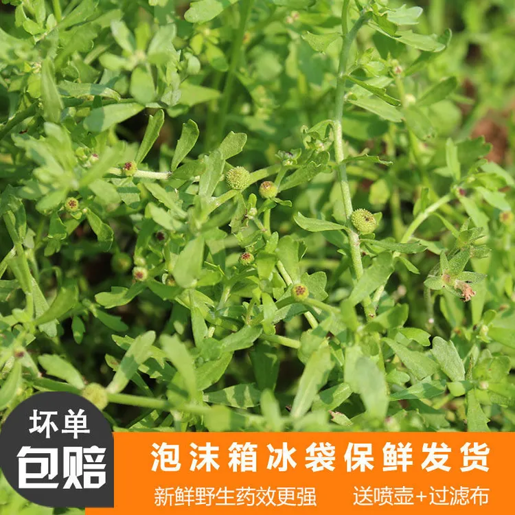 纯天然新鲜鹅不食草汁滴正宗农家鹅仔不吃草野生泥胡菜健康精选
