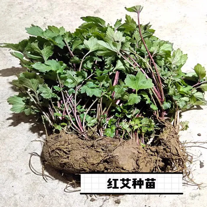 珍珠菜红艾草苗鸭脚艾苗盆栽白苞蒿四季菜带根带泥