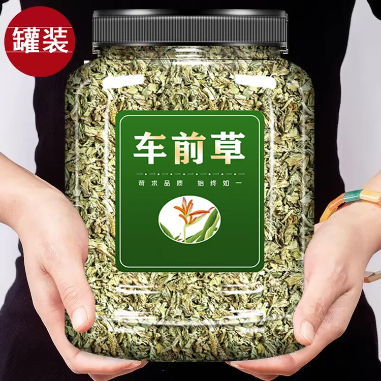 车前草新货车前草晒干车前草泡水煮水手工晾晒干燥新鲜泡茶泡水喝