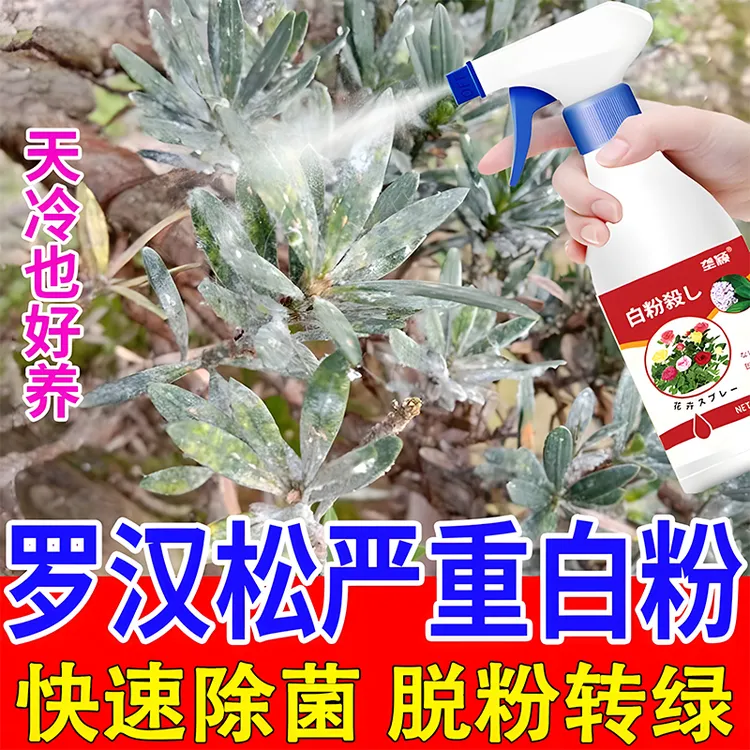 罗汉松白粉病专用肥料白色絮状物叶子枯枝黄叶黑斑病多菌灵营养液