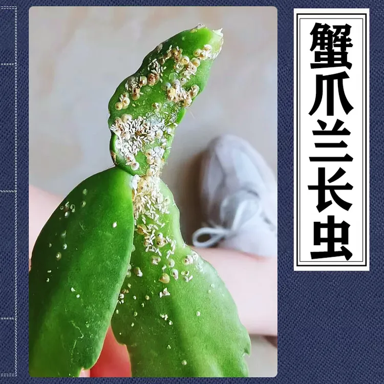蟹爪兰蚧壳虫叶片白点圣诞仙人掌长白虫蟹爪莲虫卵螃蟹兰白色介壳