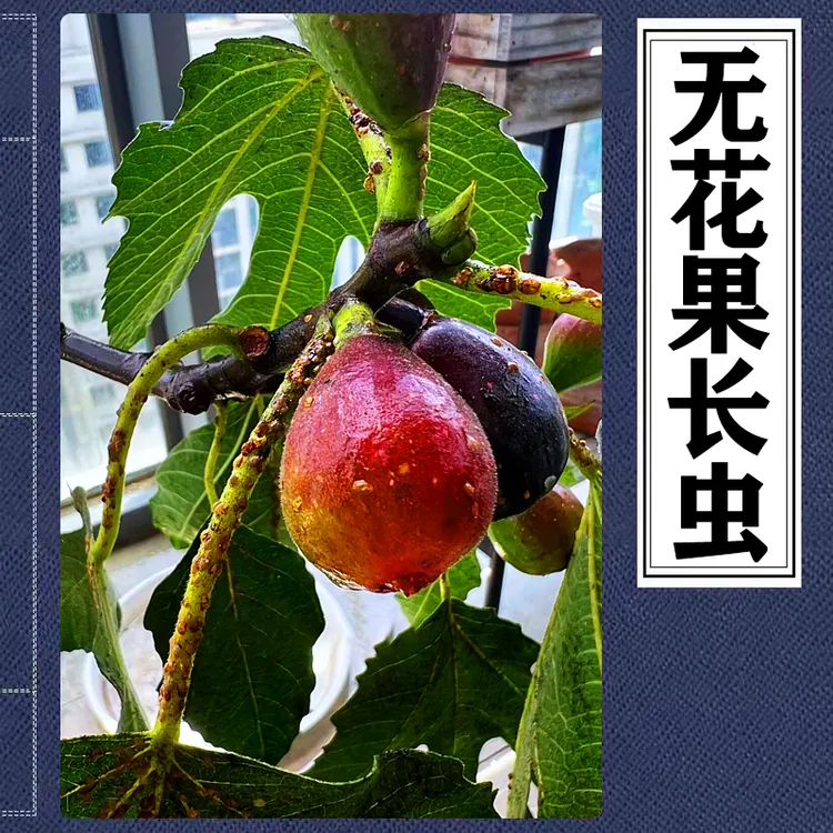 无花果树长虫子叶子长硬壳虫叶片发油黏糊糊黑斑黑点叶子发黄霉污