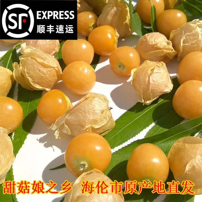 东北 薄皮品种 小菇娘 黄金豆 灯笼果产地直发净重顺丰包邮